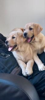 Te koop Prachtige Labrador pups nog 2 teefjes, Dieren en Toebehoren, Particulier, Rabiës (hondsdolheid), Meerdere, 8 tot 15 weken