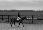 Bijrijd/verzorg/lease pony of paard gezocht