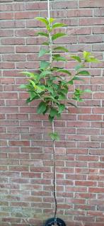 Halesia carolina, sneeuwklokjesboom, Ophalen, Overige soorten