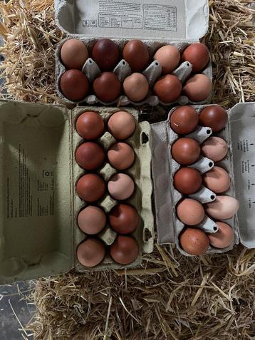 Scharreleieren, biologisch, pfas getest! beschikbaar voor biedingen