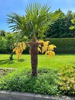 Chinese waaierpalm - Trachycarpus fortunei stammen van 2+ m, 250 tot 400 cm, Zomer, Palmboom, Ophalen