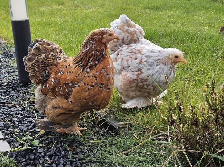 Cochin kippen, Dieren en Toebehoren, Pluimvee, Kip, Vrouwelijk