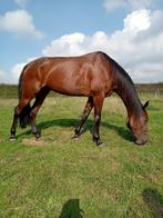 10-jarige merrie voor recreatie of endurance, Dieren en Toebehoren, Paarden, Zadelmak, 7 tot 10 jaar, 160 tot 165 cm, Recreatiepaard