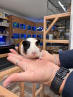 Te koop jonge cavia's zeugjes / vrouwtjes, Dieren en Toebehoren, Knaagdieren, September, Vrouwelijk, Cavia