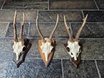 3 Mooie Ree geweien samen € 27 jacht mancave kerst e96, Ophalen of Verzenden, Gebruikt, Hert, Gewei of Kop