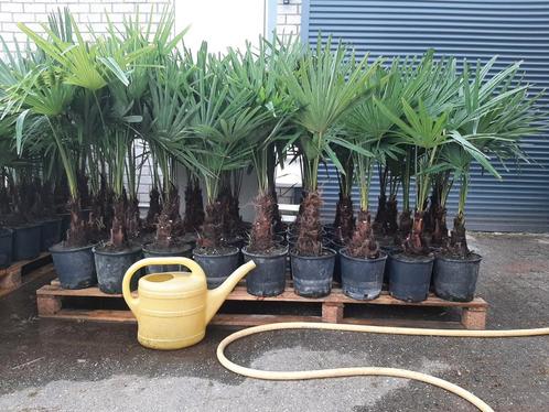 Palmboom winterhard Trachycarpus fortunei chinese waaierpalm, Tuin en Terras, Planten | Bomen, Palmboom, Minder dan 100 cm, Volle zon