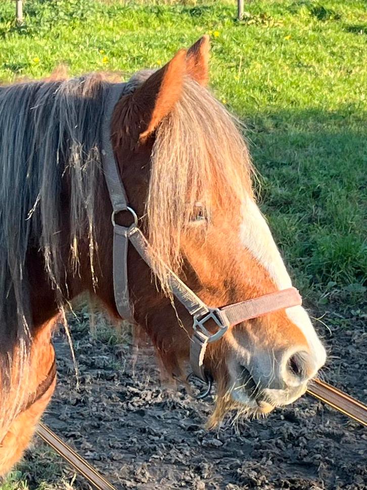 Ons prachtige Tinker merrie Lente…, Dieren en Toebehoren, Paarden en Pony's | Dekhengsten en Fokmerries, Merrie