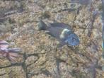 2x Tropheus dubiosi, Tanganyikameer, Vis