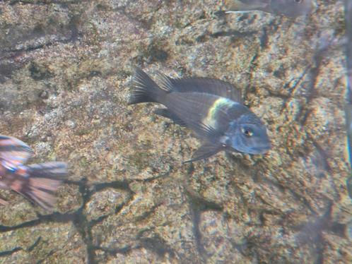 2x Tropheus dubiosi, Tanganyikameer, Dieren en Toebehoren, Vissen | Aquariumvissen, Vis