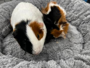 Leuk jong cavia koppel ( geen groothandel) beschikbaar voor biedingen