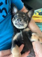 Prachtige pups chihuahua, Rabiës (hondsdolheid), 8 tot 15 weken, Meerdere, Meerdere dieren