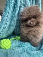 Choco pomeriaan reutje, Fokker | Hobbymatig, 15 weken tot 1 jaar, Reu, Buitenland