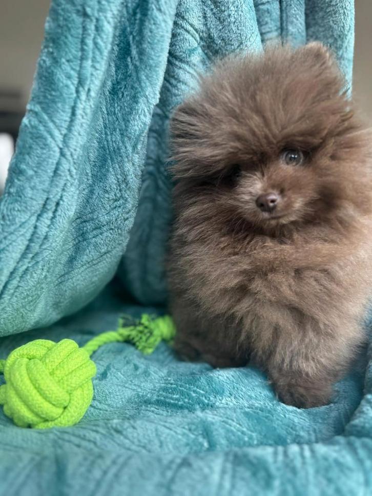 Choco pomeriaan reutje, Dieren en Toebehoren, Honden | Poolhonden, Keeshonden en Oertypen, Reu, Keeshond, Fokker | Hobbymatig
