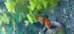 Platys, Dieren en Toebehoren, Vis