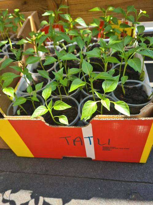 Komkommer stek Aubergin Tomaat Punt paprika Biber aci Tatli, Tuin en Terras, Planten | Tuinplanten, Eenjarig, Groenteplanten, Volle zon