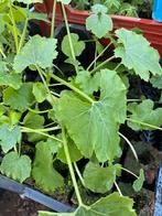 Groenteplantjes van komkommer tomaat courgette kruiden, Zomer, Ophalen of Verzenden, Groenteplanten, Eenjarig