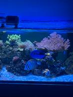 Zeewater vissen + koralen te koop!, Overige typen, Zoutwatervis