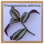 2. tradescantia zebrina stekje €0,50, Ophalen of Verzenden, Overige soorten, Minder dan 100 cm