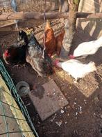 Kippen met kiphok, Dieren en Toebehoren, Vrouwelijk, Kip