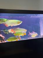 Cichla Melaniae Xingu dit weekend ophalen €300, Dieren en Toebehoren, Vissen | Aquariumvissen, Vis