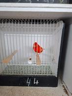 Roodvetstof kanaries, Dieren en Toebehoren, Meerdere dieren, Kleurkanarie