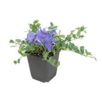 Vinca minor blauw beschikbaar voor biedingen