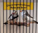 Koppel grote witbonte zebravinken, Dieren en Toebehoren, Vogels | Overige Vogels, Meerdere dieren