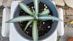 Agave, Ophalen, Bloeit niet, Volle zon