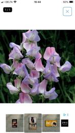 Zaden Lathyrus odoratus "Fire & ice", Ophalen of Verzenden, Volle zon, Zaad