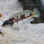Lamprologus meleagris Bilila island  Tanganyika, Dieren en Toebehoren, Vis, Zoetwatervis