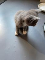 Kittens, Meerdere dieren, Ontwormd