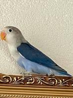 Agapornis Dwergpapegaai Lovebird Handtam Diverse Kleuren, Meerdere dieren, Dwergpapegaai of Agapornis, Geringd