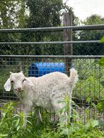 Angora geit bok, Dieren en Toebehoren, Schapen, Geiten en Varkens, Vrouwelijk, Geit