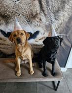 Labrador pups huisnestje, 8 tot 15 weken, Labrador retriever, Meerdere, Meerdere dieren