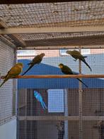 Barraband parkieten, Dieren en Toebehoren, Vogels | Parkieten en Papegaaien, Mannelijk, Parkiet, Geringd