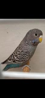 Koppel Blackface, Meerdere dieren, Parkiet