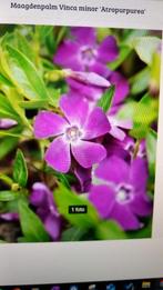 maagdenpalm Vinca minor 'Atropurpurea grote/kleine plantjes, Tuin en Terras, Ophalen of Verzenden, Vaste plant, Bodembedekkers
