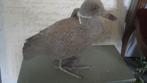 eend, Ophalen of Verzenden, Nieuw, Overige materialen, Dierenbeeld