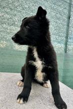 PRACHTIG SOCIAAL PUPJE MILLI ZOEKT BAASJE EN VRIENDJE(S), Particulier, Rabiës (hondsdolheid), 15 weken tot 1 jaar, Buitenland