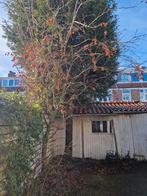 Sierappel, zelf uithalen en ophalen, Ophalen, Halfschaduw, Overige soorten, 100 tot 250 cm