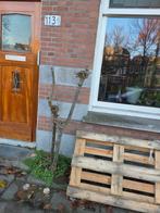 Gratis europallet op te halen bergsingel, Doe-het-zelf en Verbouw, Hout en Planken, Ophalen, Overige houtsoorten, Minder dan 200 cm