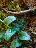 Rhaphidophora tenuis plantje/stekje, Ophalen of Verzenden, Halfschaduw, Minder dan 100 cm