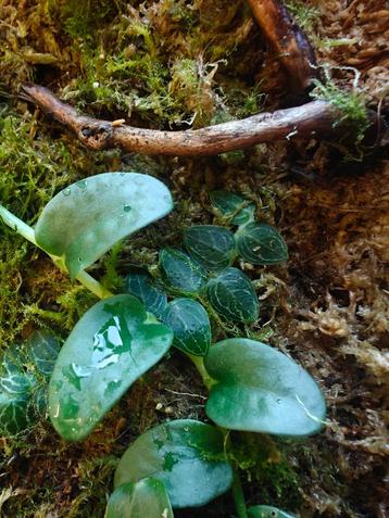 Rhaphidophora tenuis plantje/stekje beschikbaar voor biedingen