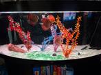 Juwel vision 450 met 4 discusvissen interne & externe pomp, Ophalen of Verzenden, Gebruikt, Gevuld zoetwateraquarium
