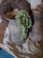 Erwten plantjes €7,50 p.s., Ophalen of Verzenden, Nieuw