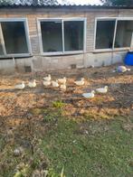 witte kwakers, Dieren en Toebehoren, Pluimvee, Meerdere dieren, Eend