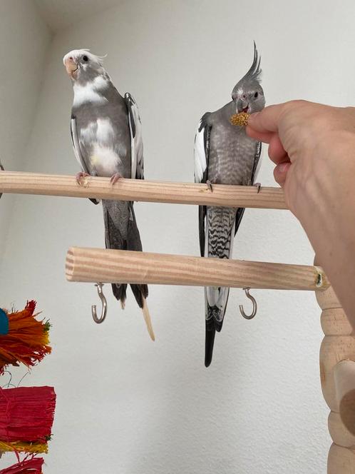 Tamme Valkparkieten (setje) + kooi en alle benodigdheden., Dieren en Toebehoren, Vogels | Parkieten en Papegaaien, Parkiet, Meerdere dieren