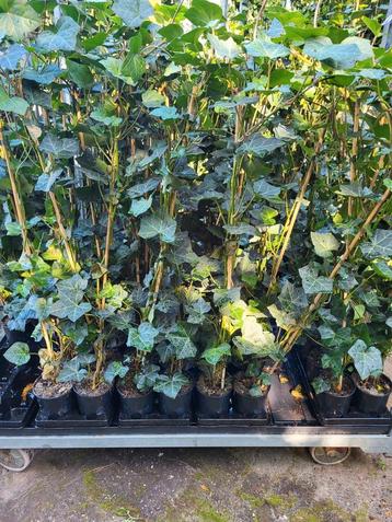Hedera (herbinica)  Groot blad. Klimop beschikbaar voor biedingen