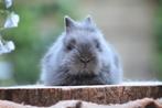 Raszuivere teddy dwergkonijnen te koop, Dieren en Toebehoren, Konijnen, Meerdere dieren, Dwerg, 0 tot 2 jaar
