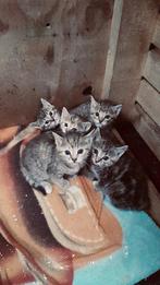 Boerderijkittens, Dieren en Toebehoren, Katten en Kittens | Overige Katten, Meerdere dieren, Kortharig, 0 tot 2 jaar